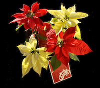 Poinsettia